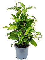 Драцена Суркулоза Годсефа H40 D12 см