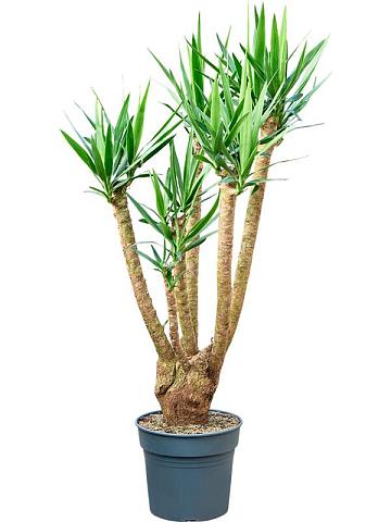 Юкка Слоновая разветвленная