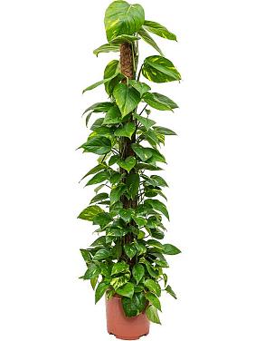 Эпипремнум Золотистый на опоре Эпипремнум Золотистый на опоре