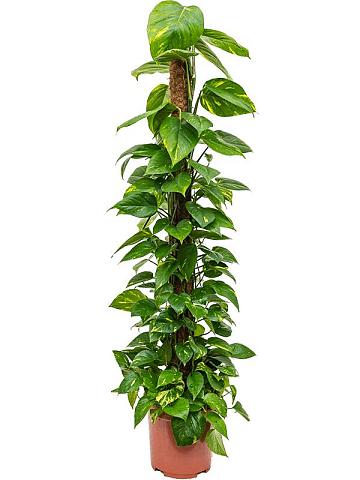 Эпипремнум Золотистый на опоре Эпипремнум Золотистый на опоре