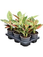 Аглаонема Ред Эмеральд H30 D13 см