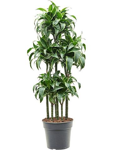 Драцена Фрагранс Дорадо карусель Драцена Фрагранс Дорадо карусель