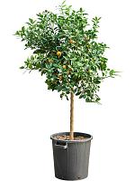 Цитрофортунелла Каламондин H160 D38 см