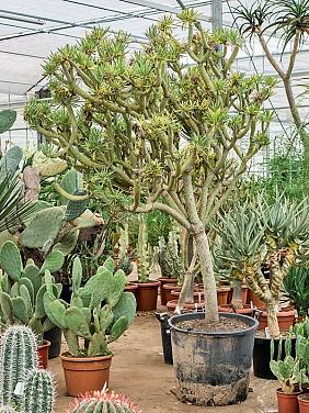 Крестовник Клейния Крестовник Клейния