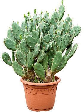 Опунция обыкновенная Опунция обыкновенная