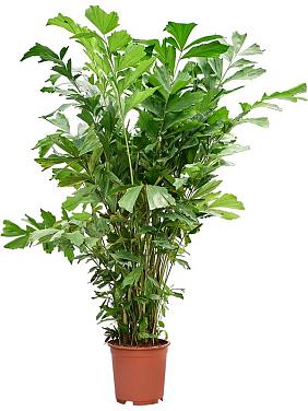 Кариота Митис мягкая Кариота Митис мягкая