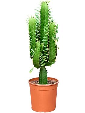 Молочай Абиссинский (Эуфорбия Акруренсис)