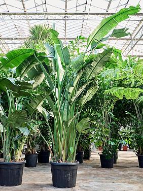 Стрелиция Николая