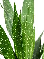 Аспидистра Элатиор Милки Вэй H65 D17 см