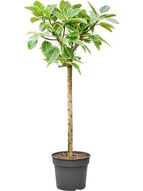 Фикус Альтиссимо Фикус Альтиссимо