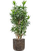 Драцена Рефлекса отогнутая H170 D38 см