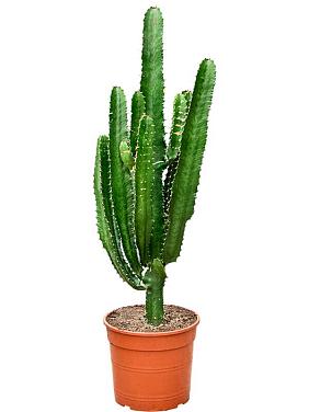 Молочай Абиссинский (Эуфорбия Акруренсис)