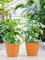 Кашпо Baq ecoline phoenix regular couple D20 H17 см