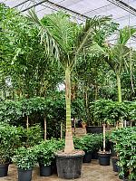 Архонтофеникс Александры H375 D65 см