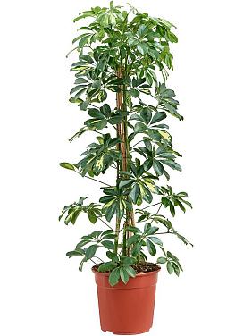 Шеффлера Голд Капелла Шеффлера Голд Капелла