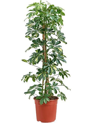 Шеффлера Голд Капелла Шеффлера Голд Капелла