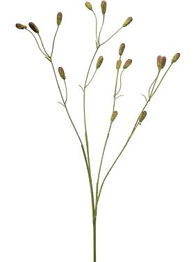 Кровохлебка зелено-коричневая искусственная