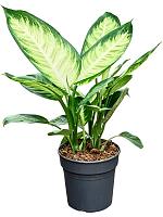 Диффенбахия Тропик Марианна H55 D19 см