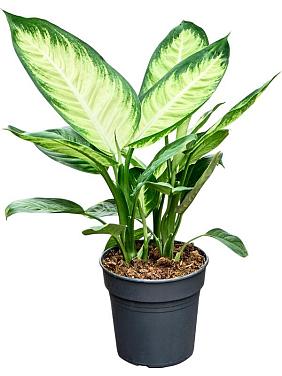 Диффенбахия Тропик Марианна Диффенбахия Тропик Марианна