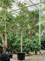 Фикус Лирата H550 D88 см