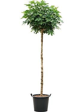 Шеффлера Компакта Шеффлера Компакта