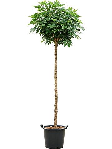 Шеффлера Компакта Шеффлера Компакта