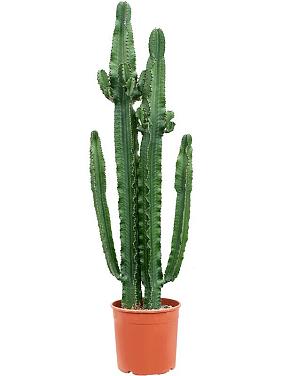 Молочай Эритрейский (Эуфорбия Эритрея)