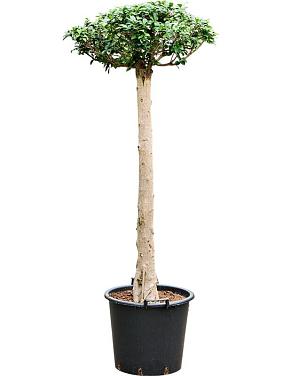 Фикус Микрокарпа Компакта Фикус Микрокарпа Компакта