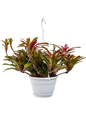 Неорегелия (Нидуляриум) Фаербол ампельная Неорегелия (Нидуляриум) Фаербол ампельная