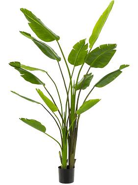 Стрелиция Николая искусственная Стрелиция Николая искусственная