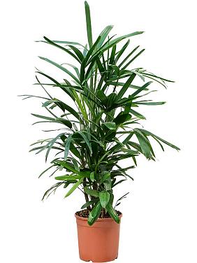 Рапис высокий Рапис высокий