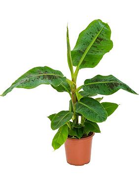 Банан карликовый Муса Кавендиш Банан карликовый Муса Кавендиш