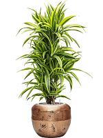 Драцена Фрагранс Лемон Лайм разветвленная H120 D27 см