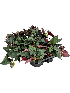 Сингониум Ред Эрроу Сингониум Ред Эрроу