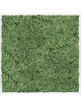 Картина из мха mdf ral 9010 satin gloss 100% reindeer moss (moss green) Картина из мха mdf ral 9010 satin gloss 100% reindeer moss (moss green)
