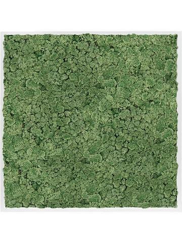 Картина из мха mdf ral 9010 satin gloss 100% reindeer moss (moss green) Картина из мха mdf ral 9010 satin gloss 100% reindeer moss (moss green)
