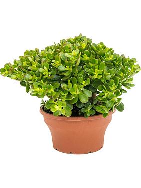 Крассула Овата Минор Крассула Овата Минор