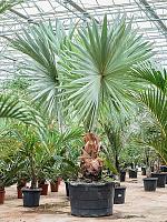 Бисмаркия благородная H340 D96 см