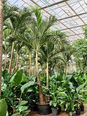 Вейтчия Мерилли (Адонидия) 2 ствола