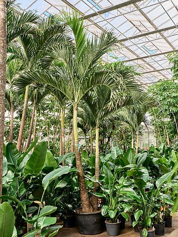 Вейтчия Мерилли (Адонидия) 2 ствола Вейтчия Мерилли (Адонидия) 2 ствола