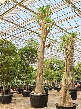 Баобаб (Адансония пальчатая) Баобаб (Адансония пальчатая)