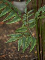 Папоротник искусственный W140 H180 см Папоротник искусственный W140 H180 см