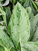 Аглаонема Хоризон H60 D24 см