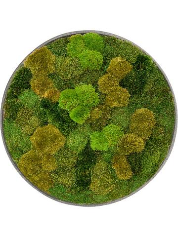 Картина из мха nova frame natural-concrete 20% flat and 80% exclusive moss (mix) Картина из мха nova frame natural-concrete 20% flat and 80% exclusive moss (mix)