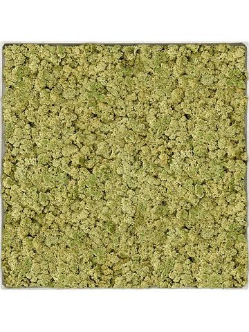 Картина из мха nova frame antique white-concrete 100% reindeer (oldgreen) Картина из мха nova frame antique white-concrete 100% reindeer (oldgreen)