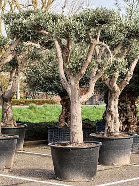 Оливковое дерево (Олива европейская)