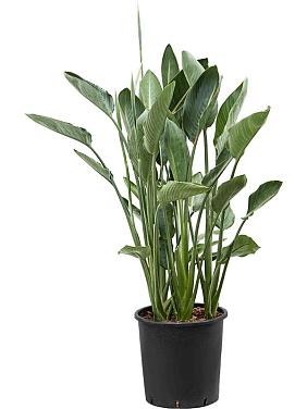 Стрелиция Королевская Регина Стрелиция Королевская Регина