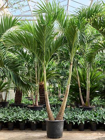 Вейтчия Мерилли (Адонидия) 2 ствола Вейтчия Мерилли (Адонидия) 2 ствола