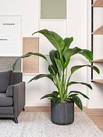 Кашпо Baq vertical rib cylinder anthracite D40 H40 см Кашпо Baq vertical rib cylinder anthracite D40 H40 см