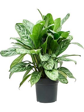 Аглаонема Страйпс Аглаонема Страйпс